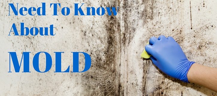 what you need to know about mold