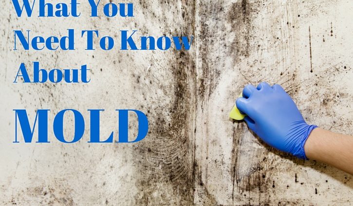 what you need to know about mold